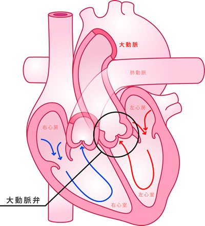 心臓の模式図